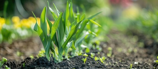 Canvas Print - Green Sprout in a Garden