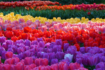 tulip flower blossom in keukenhof garden, the netherlands