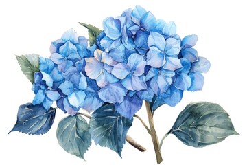 Wall Mural - Hydrangea Drawing. Beautiful Blue Hydrangea Flowers in Retro Watercolor Illustration