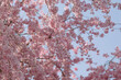 © JIE MA/Stocksy - sakura