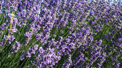 Wall Mural - Lavender field