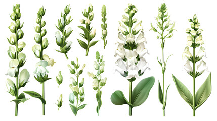 Wall Mural - Set of snapdragon elements including snapdragon flowers, buds, petals, and leaves