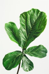 Aufkleber - A close-up shot of a plant on a white background, suitable for use in product photography or as a decorative element