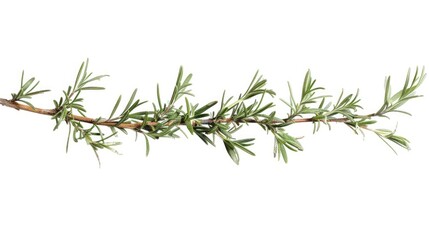 Poster - A single stem of rosemary plant against a pure white surface