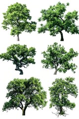 Poster - Four different tree species against a white background