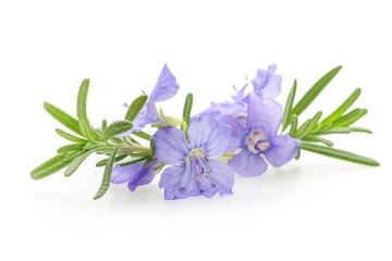 Aufkleber - A single purple flower sits on a white background, ideal for use in designs and projects where a touch of elegance is needed