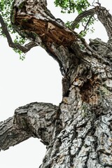 Aufkleber - A close-up view of a tree trunk with a clear blue sky in the background