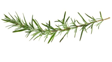 Poster - A single branch of rosemary against a clean white background