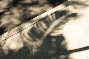 Wall Mural - A shadow of a leaf is cast on a sidewalk