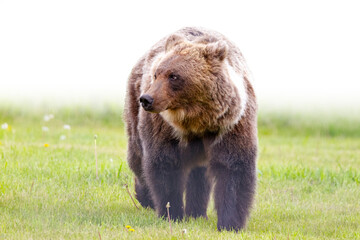 Wall Mural - Grizzly Bear walking through grass with fading to white background
