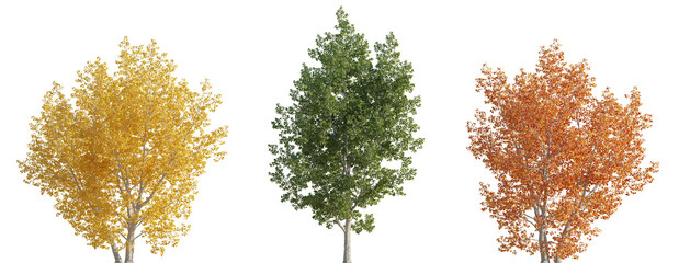 Set of autumn and summer Populus tremula (commonly called aspen, common aspen, Eurasian aspen, Euro) frontal set street trees isolated png on a transparent background perfectly cutout