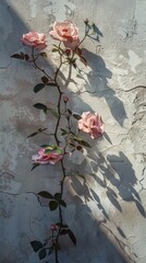 Wall Mural - Pink roses climbing on a worn, textured wall, shadow play. Vintage floral background concept