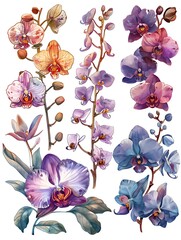 Wall Mural - set water color orchid flower illustration design isolated on white background