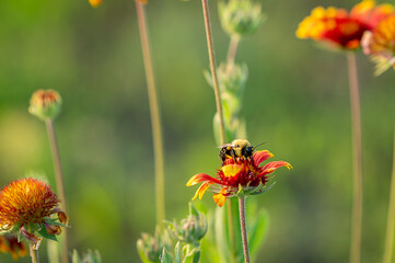 bee on a flower