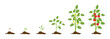 © Tenstudio - Tomato plant growth stages from seed to flowering and fruiting plant with ripe red tomatoes