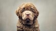 © Thavesak - Fluffy Chesapeake Bay Retriever Puppy Sitting Obediently with Curly Coat and Focused Gaze