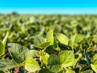 Wall Mural - Rows of lush green soybean plants in an agricultural field. Green leafy plants are set against a clear Summer sky. Captured in late June in the Midwest, USA.