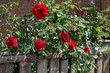 © Evgeniy Shvets/Stocksy - Bush of a red roses