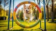 © Sujid - Enthusiastic dog leaping through a hoop during agility training in a park on a sunny day , Dog, Agility, Training, Park, Sunny