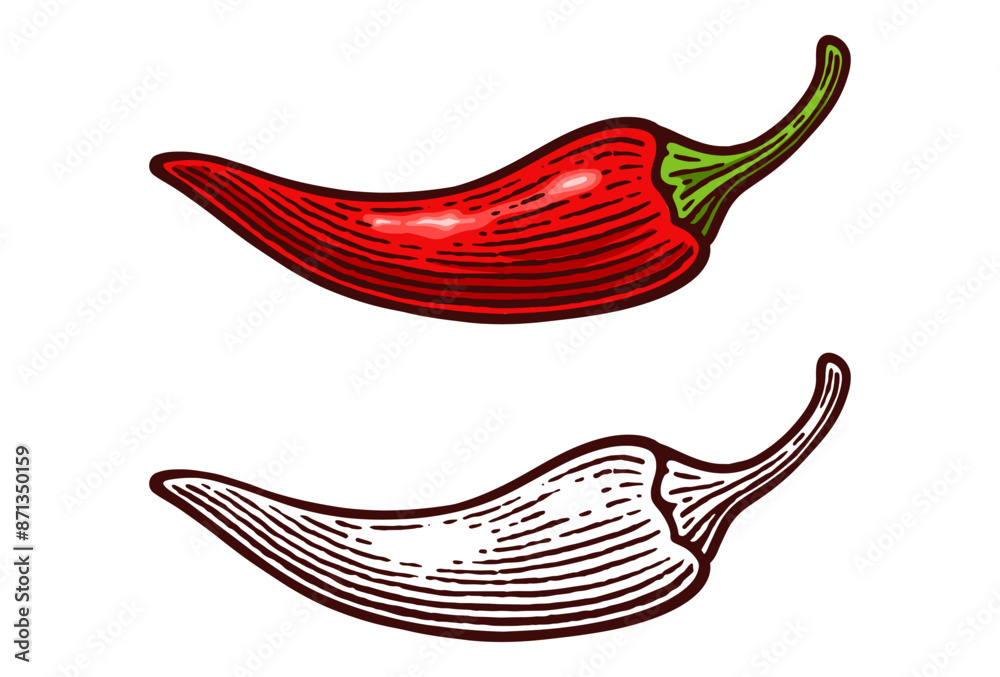 Hand Drawn Chili Pepper, Line Art Engraving Style Vector Illustration ...