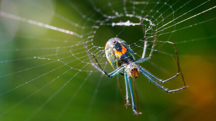 spider on the web