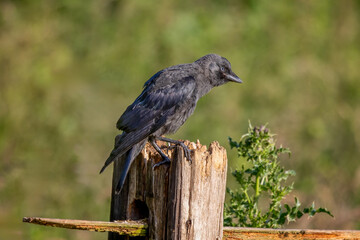 Aufkleber - A beautiful portrait of a juvenile jackdaw as it perched on a wooden post. the lighting and natural background with space for text complete the image