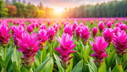 Sticker - Vibrant Siam tulip flowers in full bloom , tropical, vibrant, colorful, botanical, bloom, beauty, plant, nature, Thailand