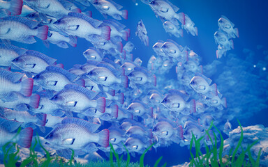 Wall Mural - Flocks of fish swim in groups, the underwater circle is shining down. Lots of tilapia Swim in groups or in groups. Naturally, underwater, herds of fish are fed for food. 3D Rendering.