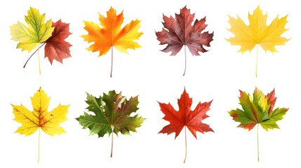 Wall Mural - Set of autumn themed compositions - isolated bouquets of natural leaves, single maple leaves, abstract pile of maple leaves of yellow, orange, red, burgundy, green colors on white background.