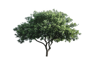 tree isolated on transparent background