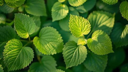 Wall Mural - Texture of juicy fresh green leaves glow in sunlight close-up in nature in spring summer macro.