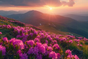 Canvas Print - Purple flowers bloom throughout the valley