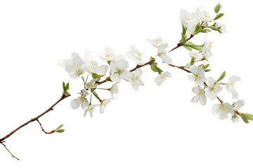 white flowers branch isolated on transparent background