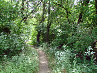 A pleasant journey in the cool shade of the steppe forest along the trodden path that divides it in half.