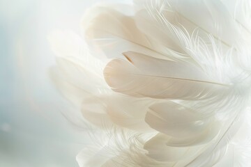 Poster - A serene close-up photograph showcasing the intricate beauty of delicate white feathers arranged against a soft, ethereal background