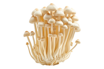 Sticker - White Enoki mushroom isolated on a white background.