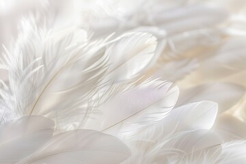 Poster - Close-up photo of white feathers on a soft ethereal background, highlighting their delicate texture for a serene and calming vibe
