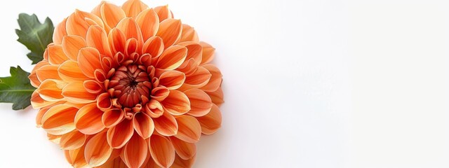 Wall Mural -  A bright orange flower, closely framed against a pristine white background A lush green leaf adjacently positioned