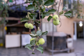 A tree with green apples hanging from it