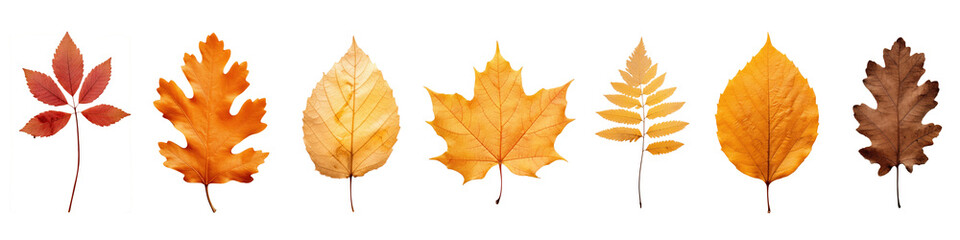 autumn leaf maple plant tree png cut out element set
