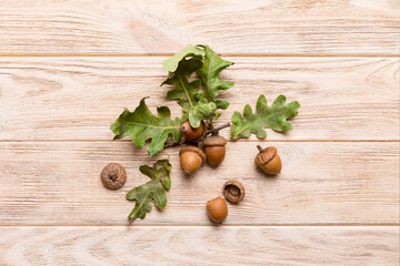 Wall Mural - branch with green oak tree leaves and acorns on colored background, close up top view