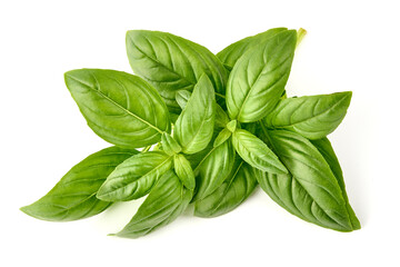 Wall Mural - Fresh green Basil leaves, isolated on white background.