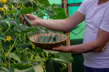 Wall Mural - a male farmer collects cucumbers. Selective focus