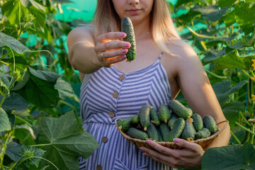 Wall Mural - a woman farmer collects cucumbers. Selective focus