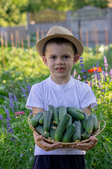 Poster - boy farmer collects cucumbers. Selective focus