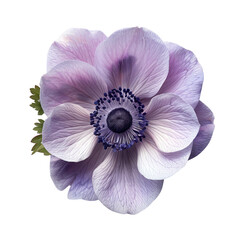 Canvas Print - Beautiful anemone flower flat lay, top view with vibrant colors and intricate details.