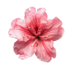 Canvas Print - Beautiful azalea flower flat lay, top view