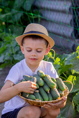 Poster - boy farmer collects cucumbers. Selective focus