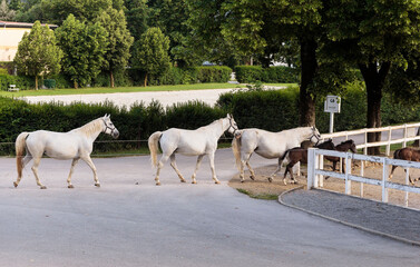 The famous Lipizzan horses return from pasture to the stables