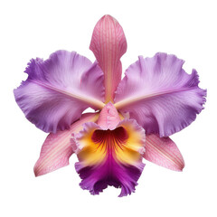 Poster - Stunning flat lay view of beautiful cattleya flowers.